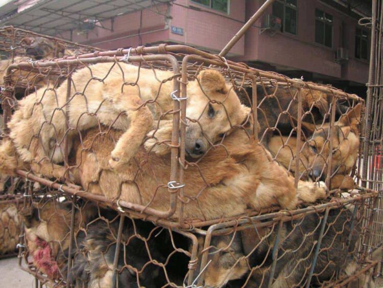 dog meat trade photo by PETA
