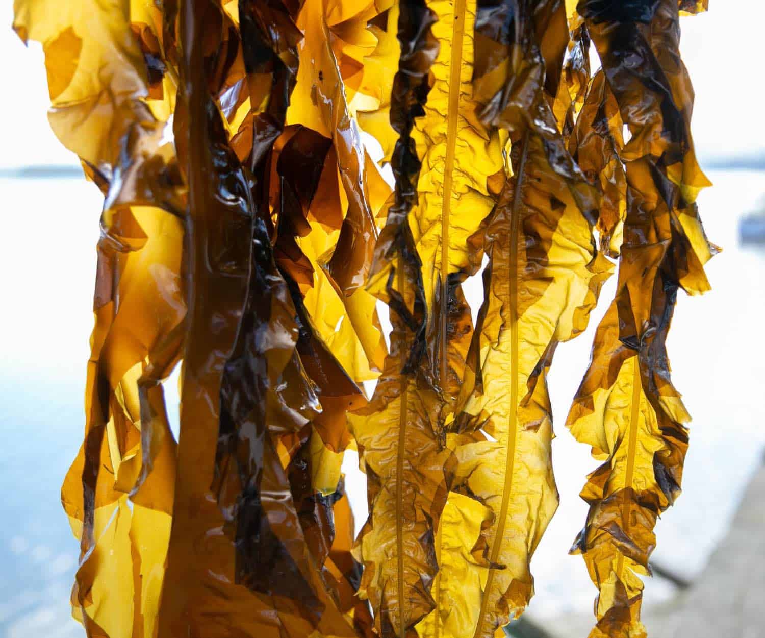 Blue Evolution Seaweed Sustainable Harvesting from Ocean in Alaska