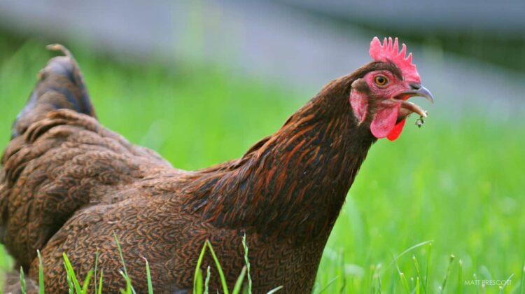 chickens photo by matt prescott