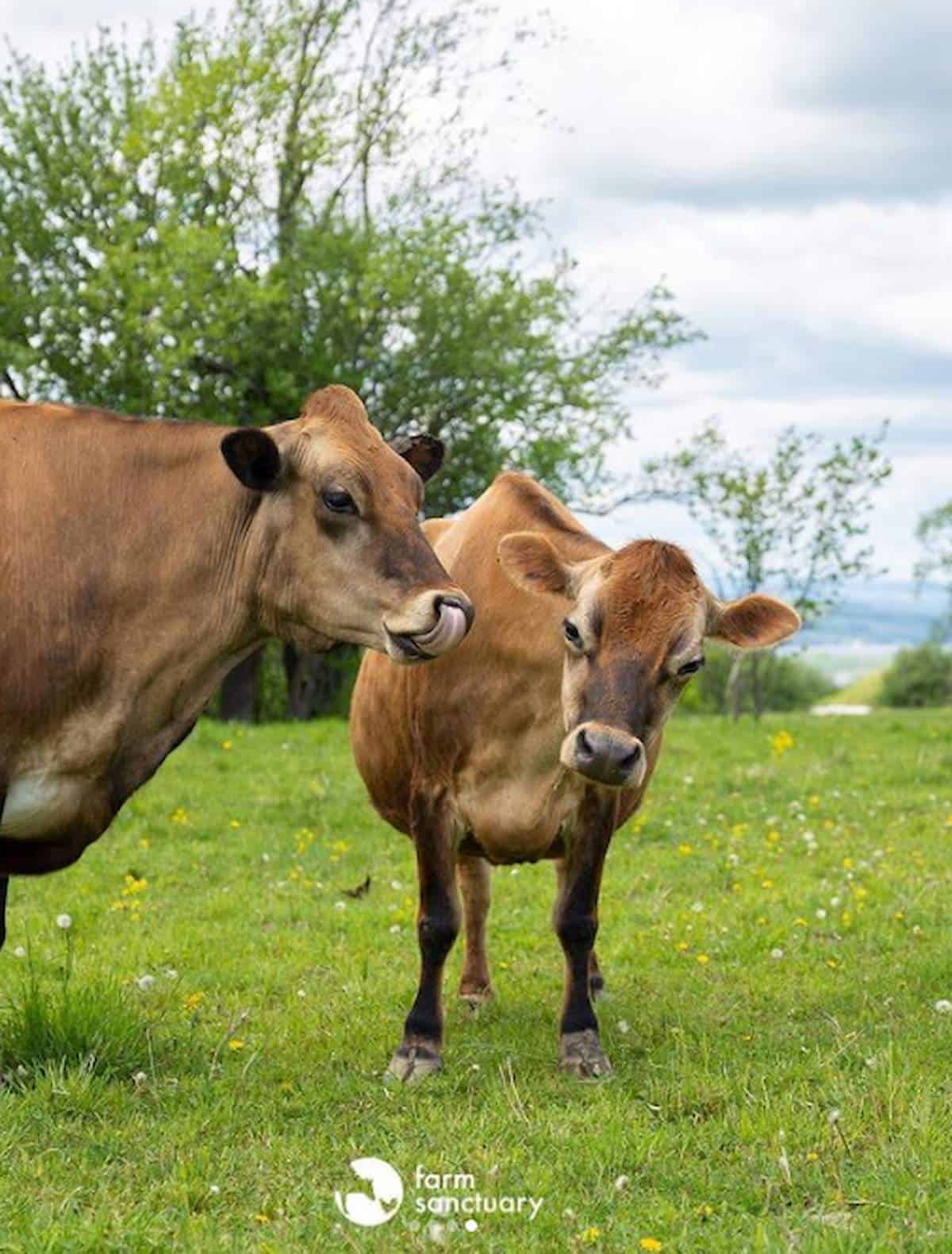 Mother cow and calf at the Farm Sanctuary.