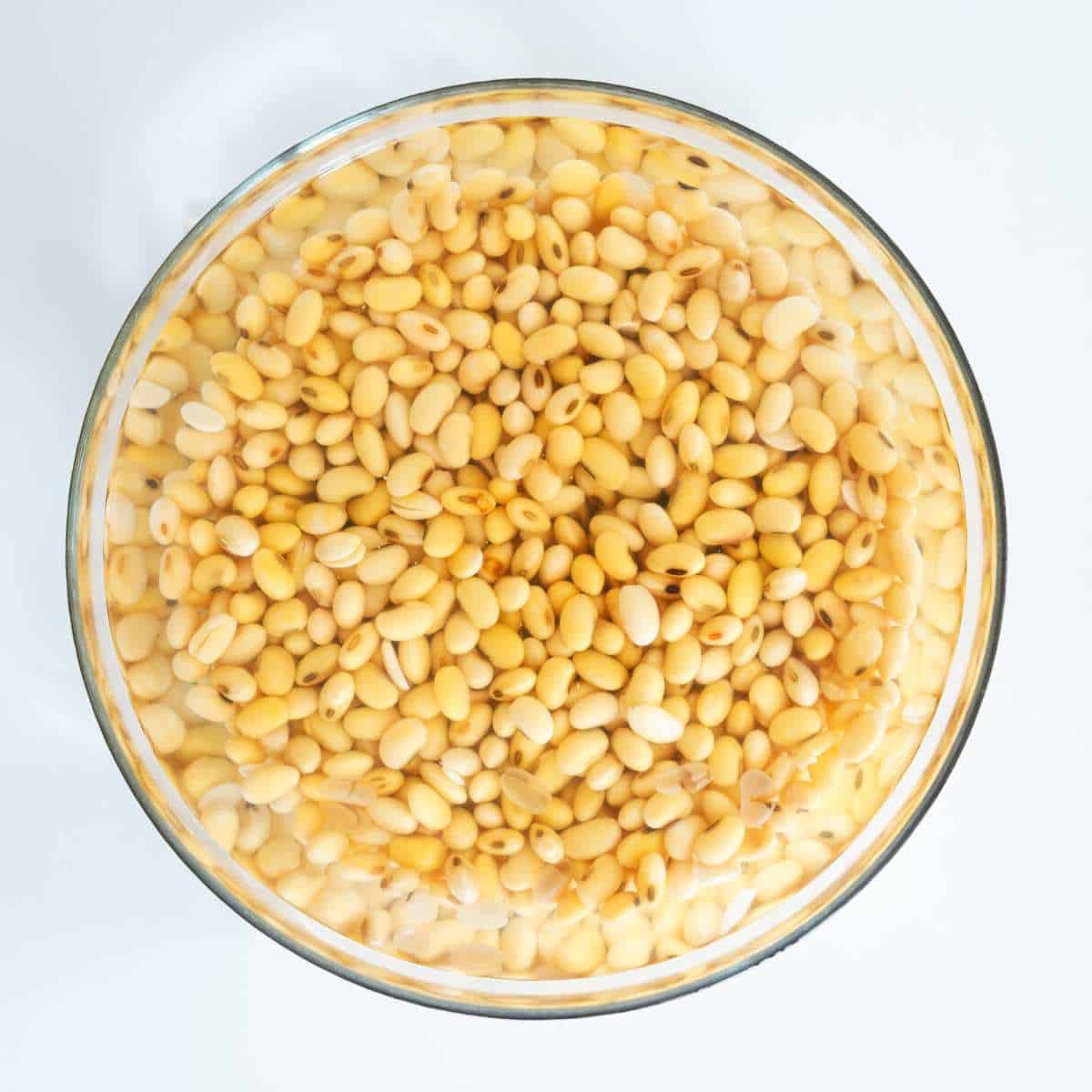 Soybeans soaking in water to make tofu.