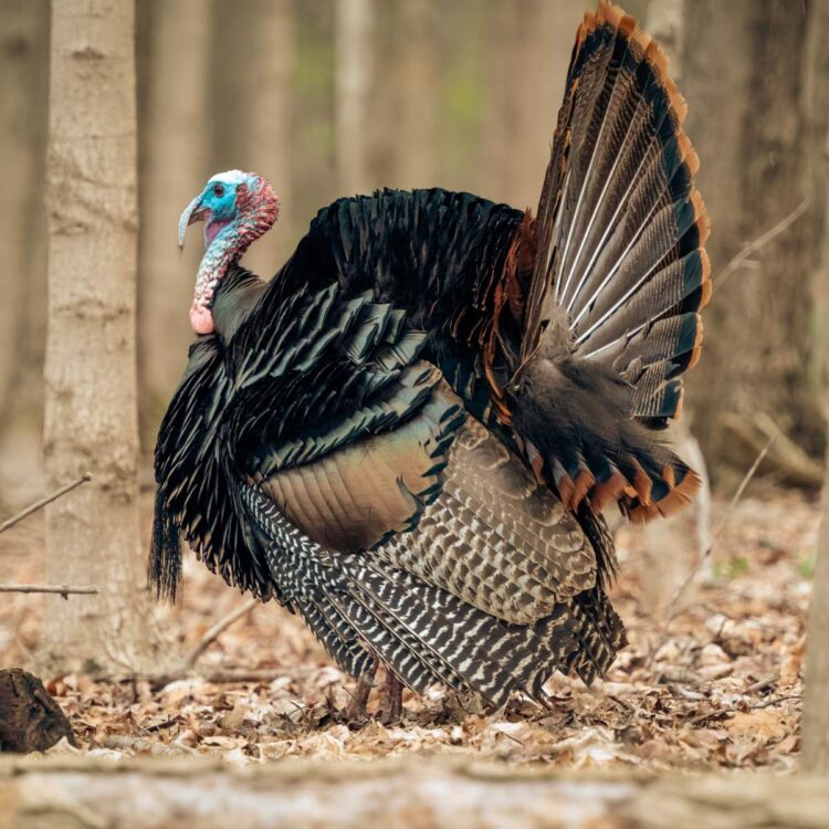 A wild turkey roaming through a forest.