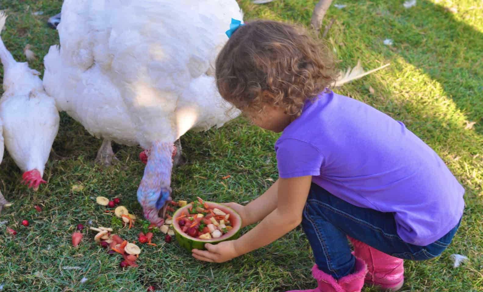 Young girl with curly hair feeding fruit to the turkeys at farm sanctuary at a Thanksgiving event. 