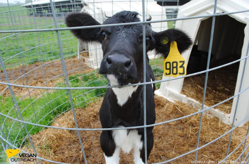 dairy calf