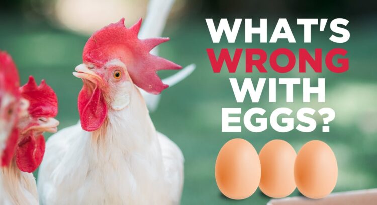 What's Wrong With Eggs? | Egg Replacers | World of Vegan | #eggs #vegan #crueltyfree #chickens #worldofvegan