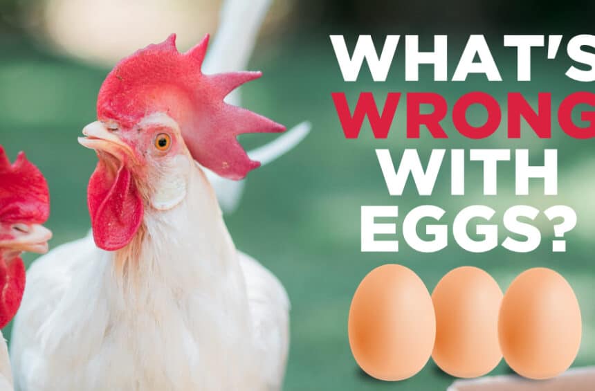 What's Wrong With Eggs? | Egg Replacers | World of Vegan | #eggs #vegan #crueltyfree #chickens #worldofvegan