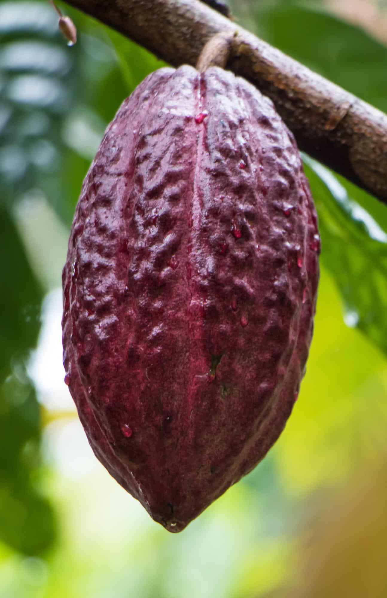 Fresh cacao pod with cacao beans hanging from a tropical tree. 