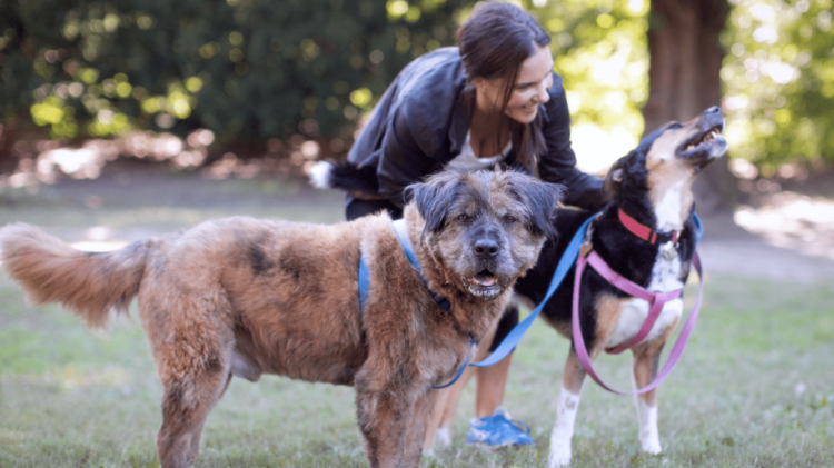 Can Dogs Be Vegan?