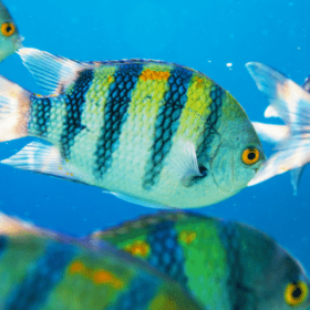 A beautiful blue and yellow striped fish swimming in the ocean.